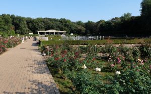 神代植物園のバラ園