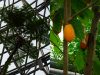 250円で行ける亜熱帯！江東区、新木場の「夢の島植物園」